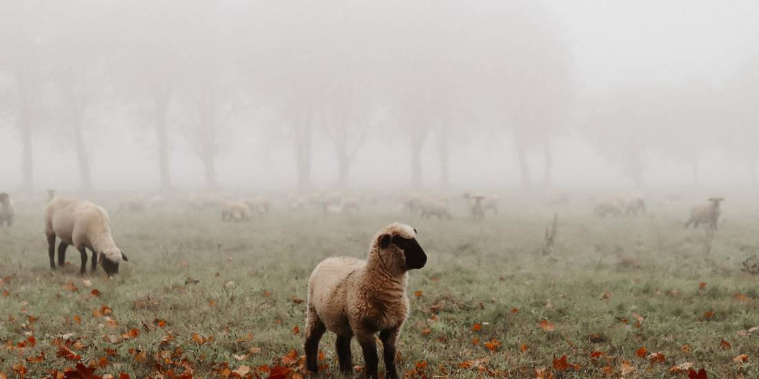 Schafe im Nebel © Ulrike Wolgast