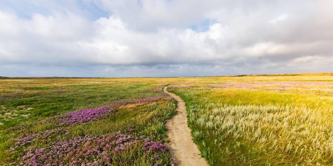 schmaler Weg in der Mitte eines Grasfeldes mit Blumen © Bild von wirestock auf Freepik