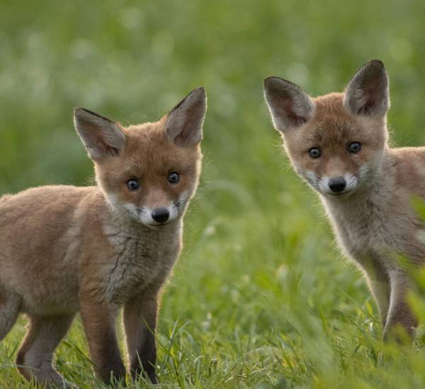 zwei Fuchswelpen im Gras in die Kamera blickend