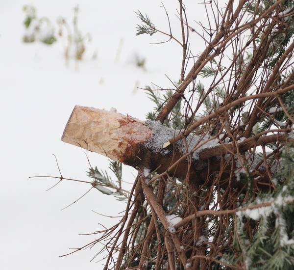 Tannenbaum auf der Straße