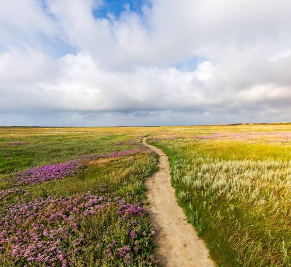 schmaler Weg in der Mitte eines Grasfeldes mit Blumen